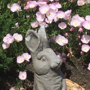 PINK EVENING PRIMROSE 🌸  40 plants $20